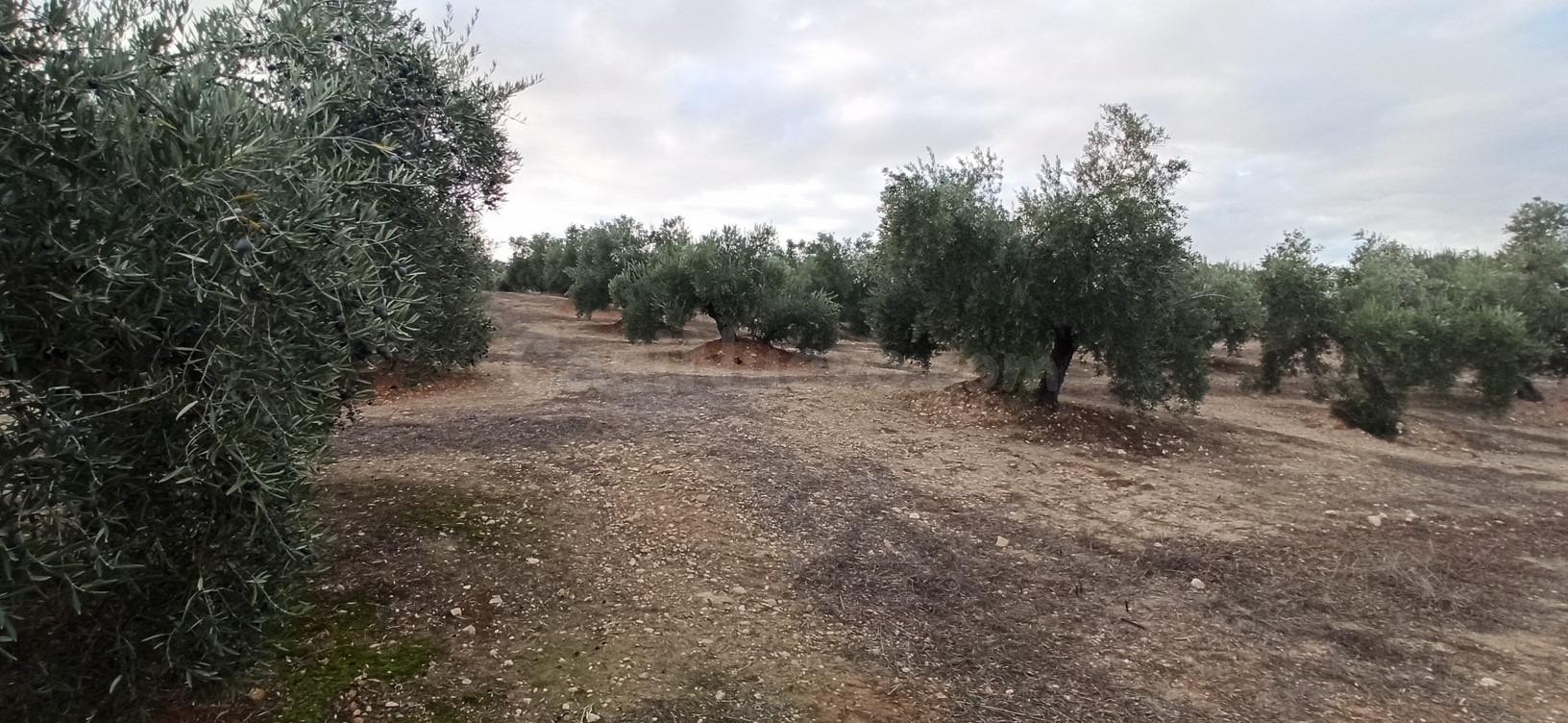 Terreno en Villatorres al sitio Piedra del Altar, Polígono 3 - foto 2