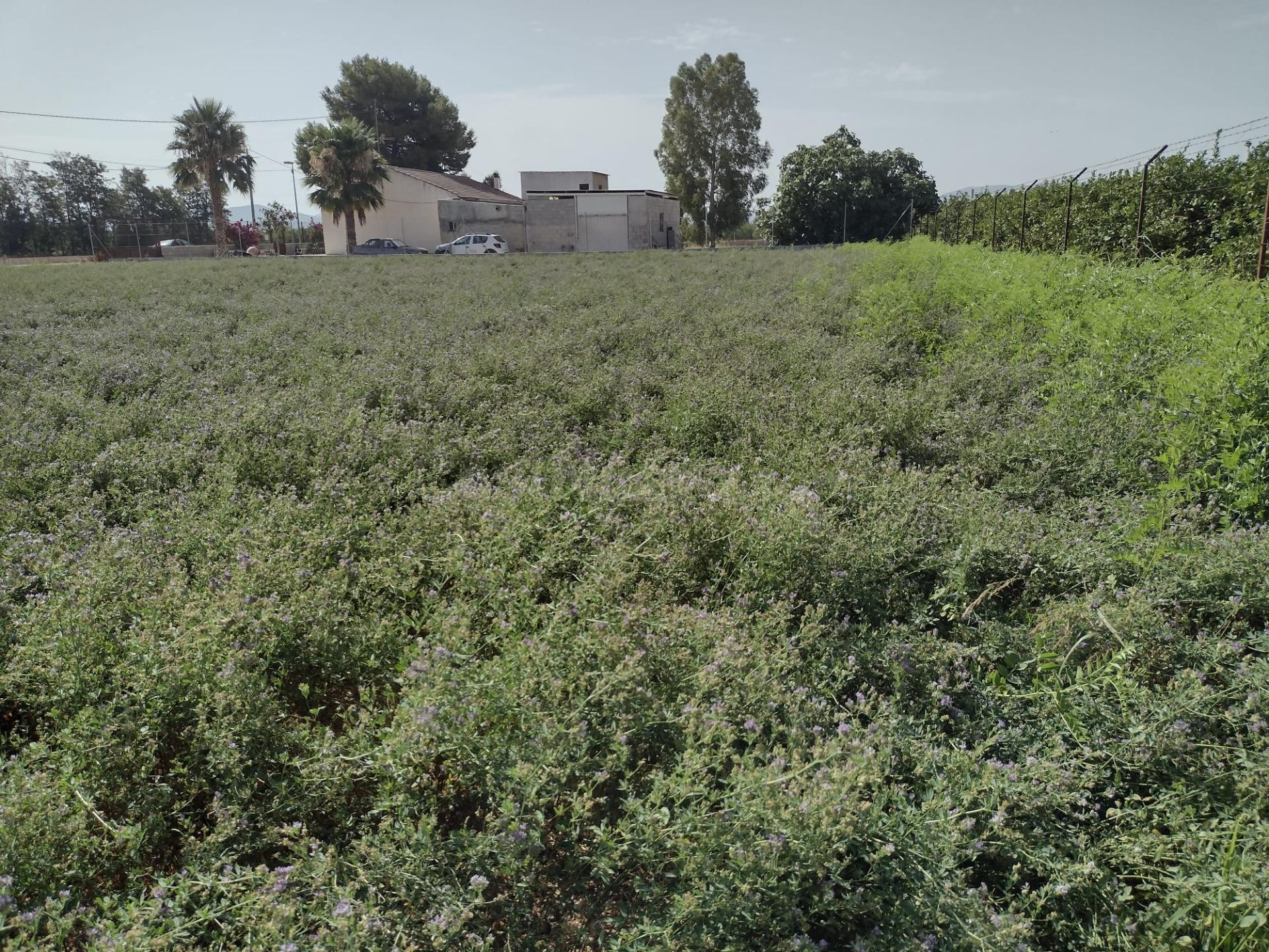 ¡Se vende terreno urbanizable en El Raal! - foto 3