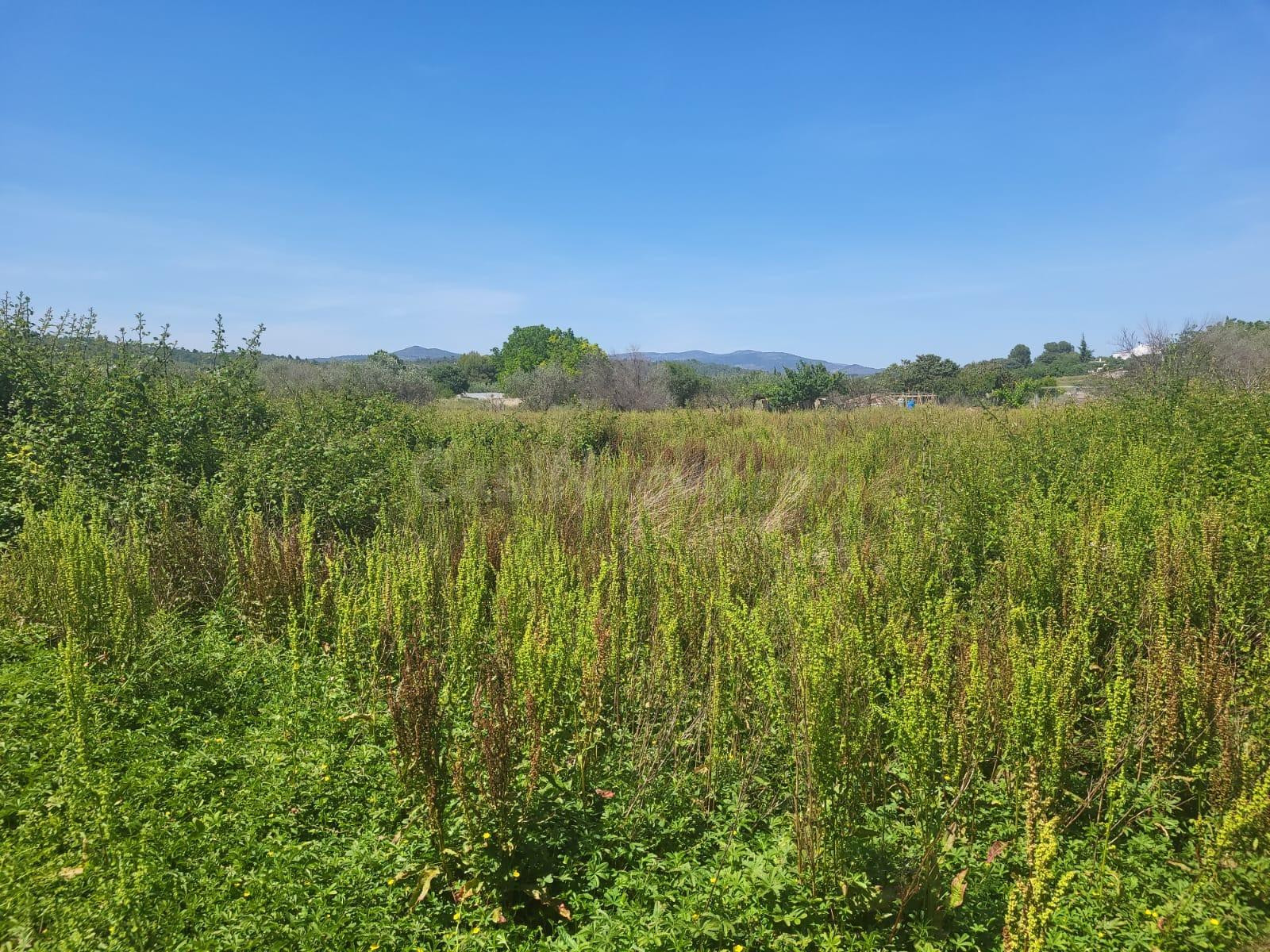 FINCA RUSTICA CERCA DEL REGALL ZONA DE HUERTA - foto 2