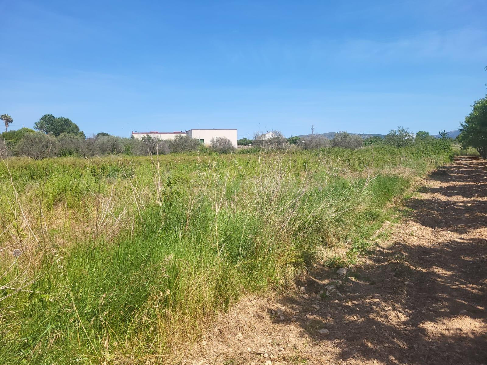 FINCA RUSTICA CERCA DEL REGALL ZONA DE HUERTA - foto 4