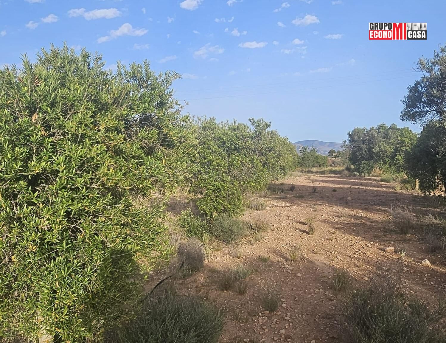 FINCA RÚSTICA DE REGADÍO EN SAX – 12033 m2 CON SISTEMA DE RI - foto 3