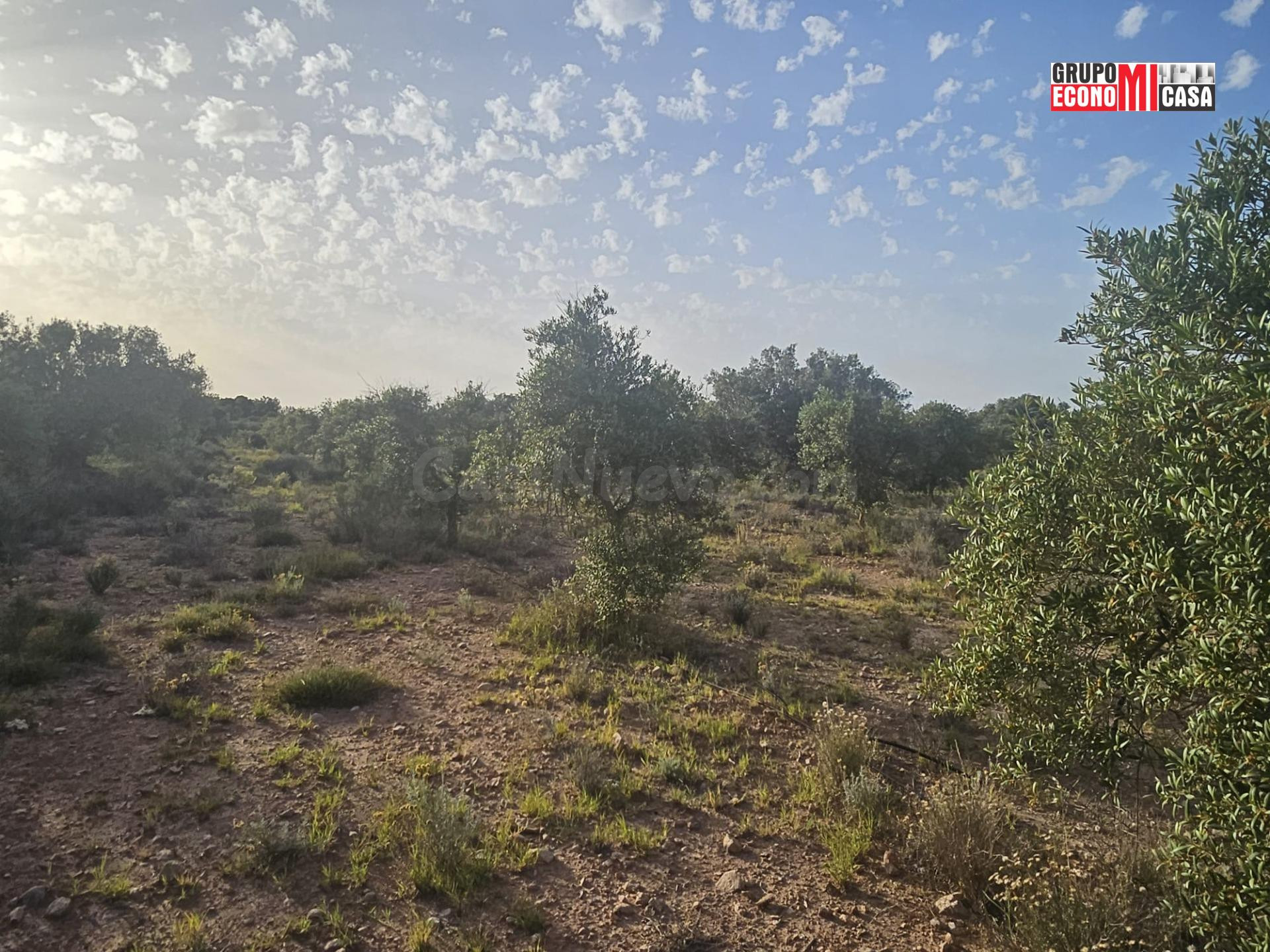 FINCA RÚSTICA DE REGADÍO EN SAX – 12033 m2 CON SISTEMA DE RI - foto 4