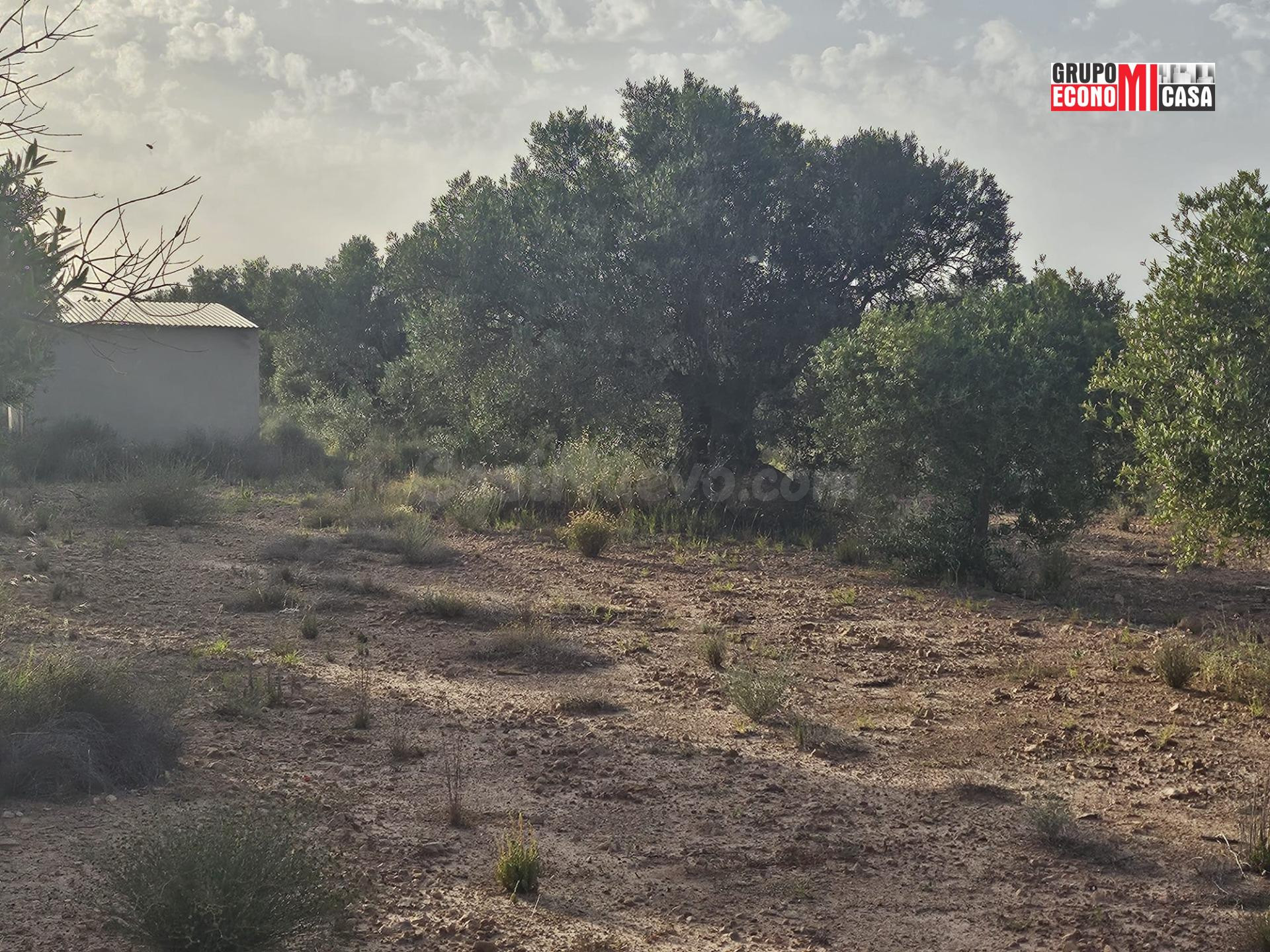 FINCA RÚSTICA DE REGADÍO EN SAX – 12033 m2 CON SISTEMA DE RI - foto 5