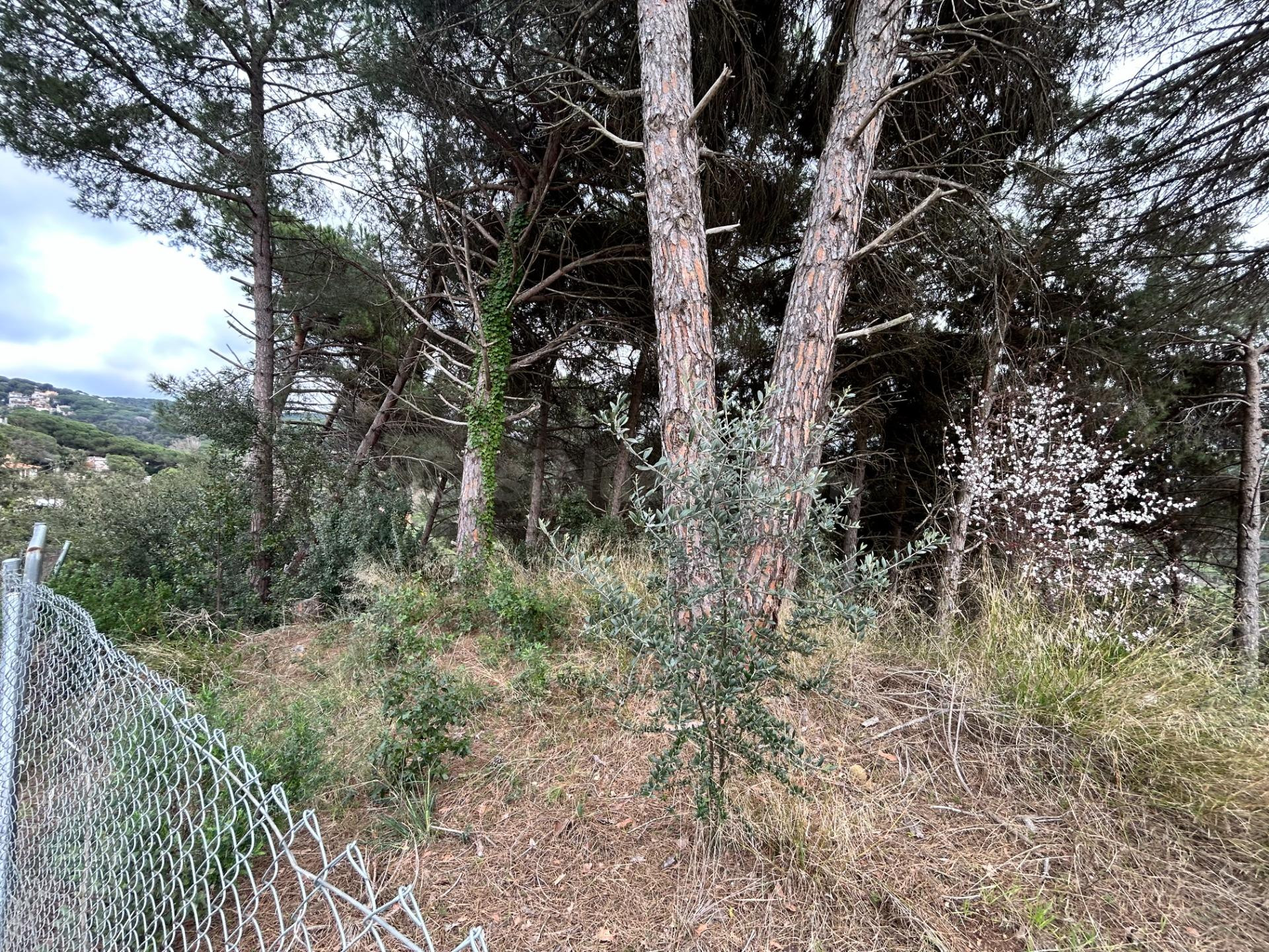 Oportunidad Única: Parcela en la Exclusiva Urbanización de C - foto 5
