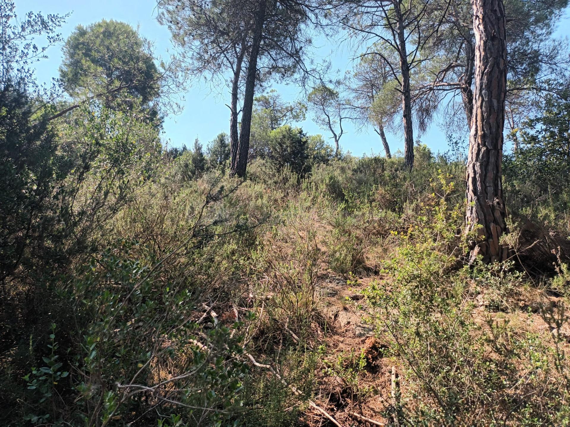 PARCELA URBANA DE 1900M2 EN URB. LES GARRIGUES - foto 3