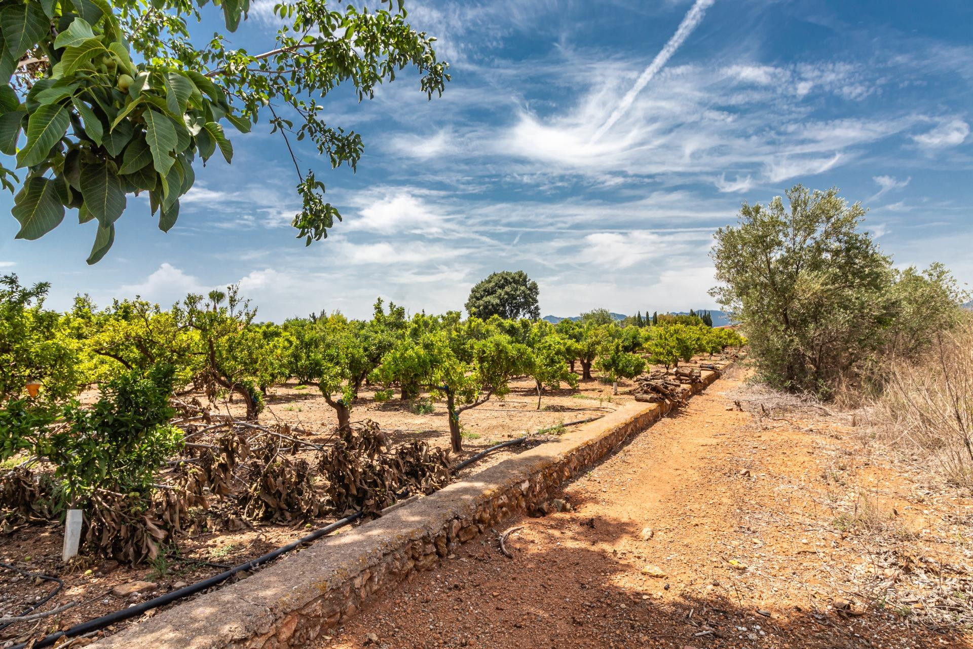TERRENO RUSTICO EN PARTIDA PINELLA (VILA-REAL) - foto 4