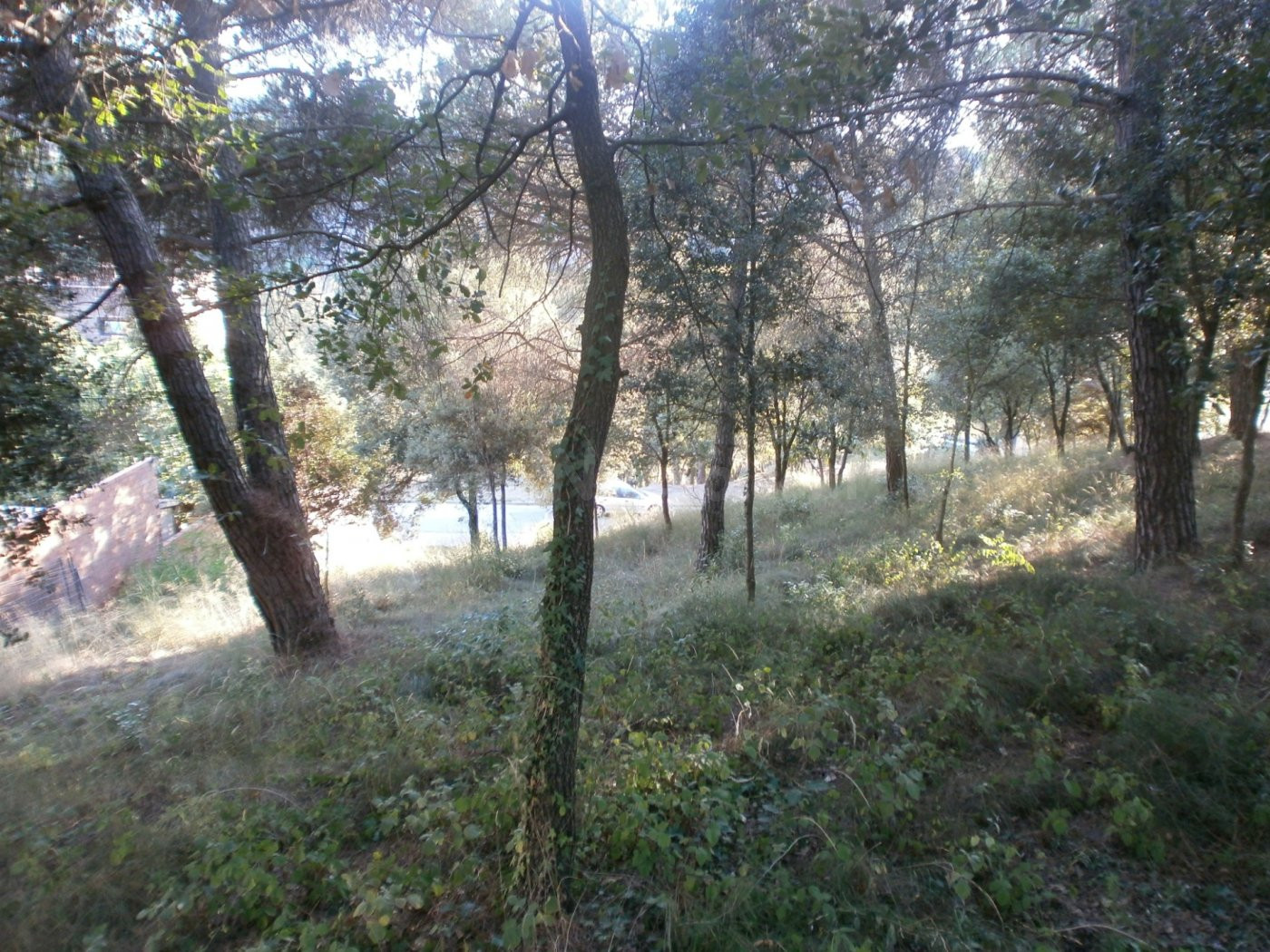 STA Mª DE PALAUTORDERA (CAN BOSCH): GRAN PARCEL·LA EN VENDA  - foto 4
