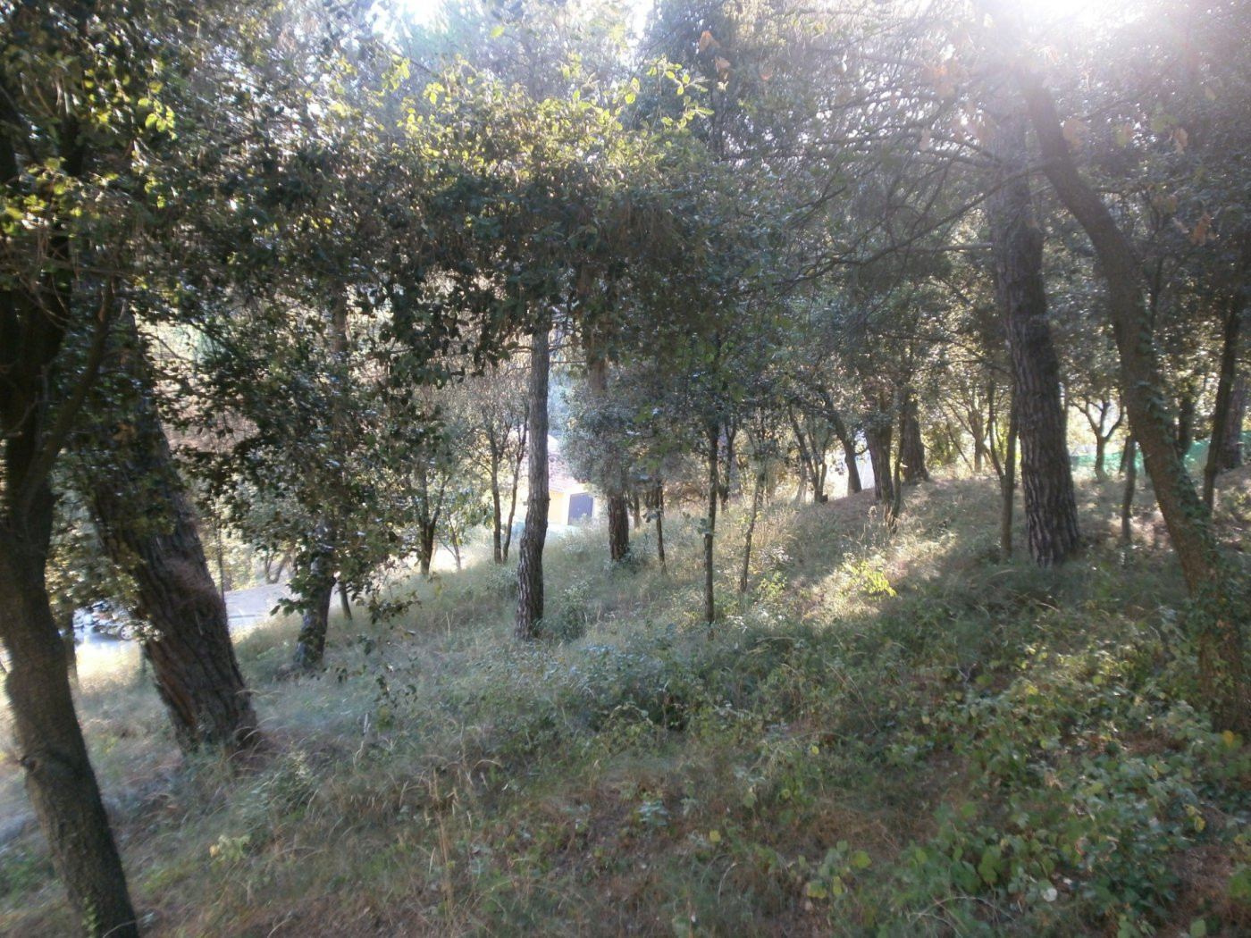 STA Mª DE PALAUTORDERA (CAN BOSCH): GRAN PARCEL·LA EN VENDA  - foto 5