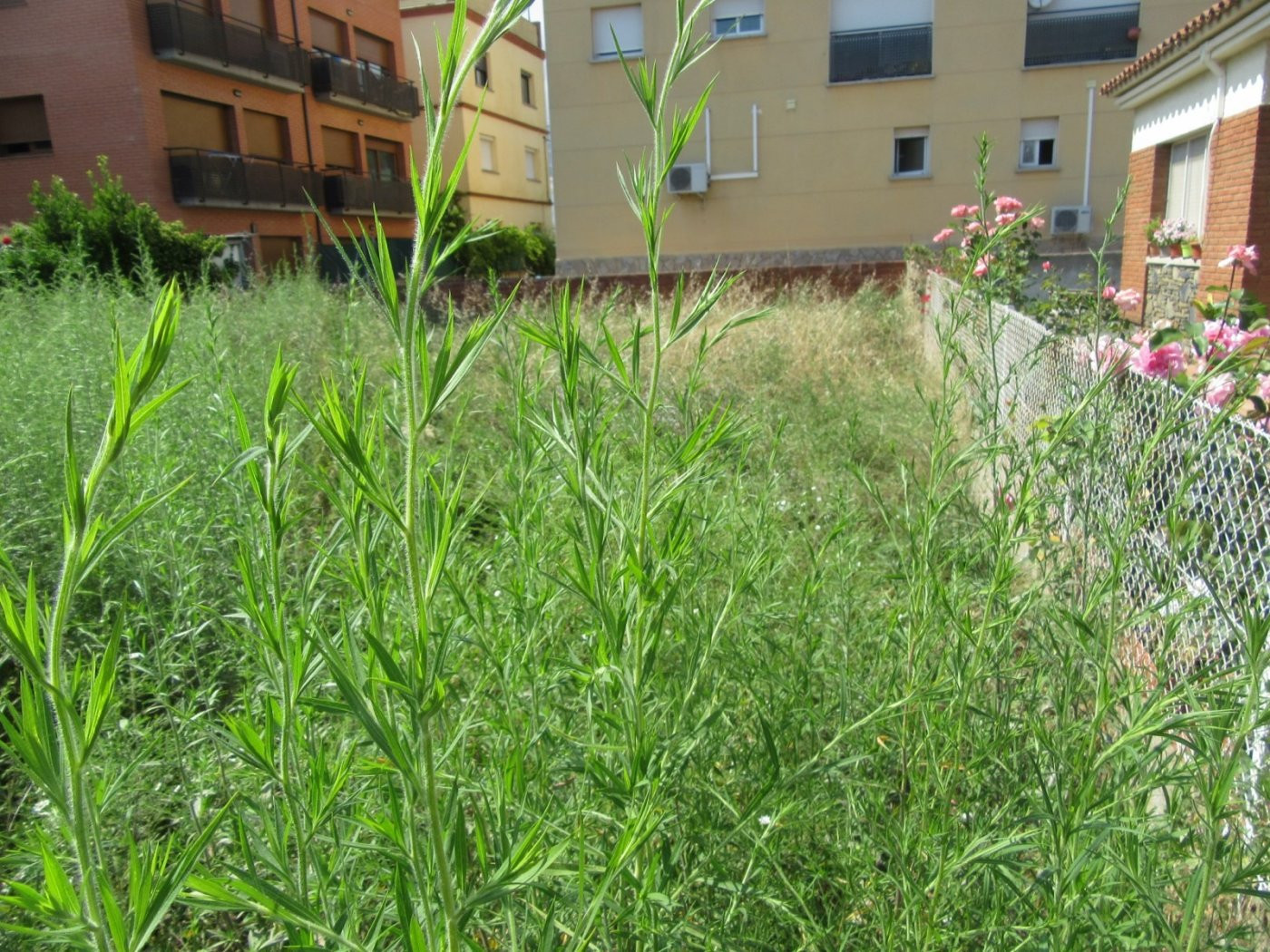 RIELLS I VIABREA (PUEBLO): SOLAR URBANO APTO PARA MÁXIMO 3 V - foto 2