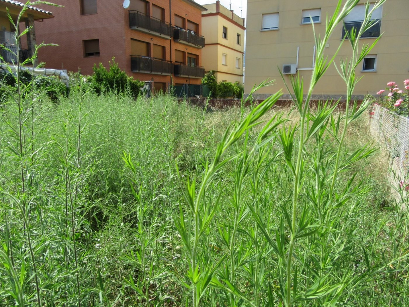 RIELLS I VIABREA (PUEBLO): SOLAR URBANO APTO PARA MÁXIMO 3 V - foto 3