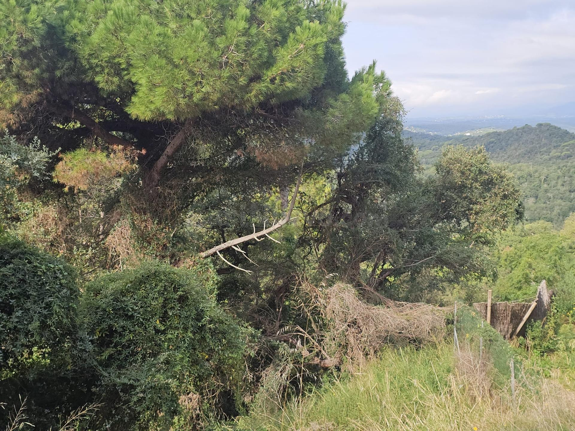 VALLGORGUINA (CAN PUIGDEMIR): IMAGÍNESE SU CASA AQUÍ, CON VI - foto 5