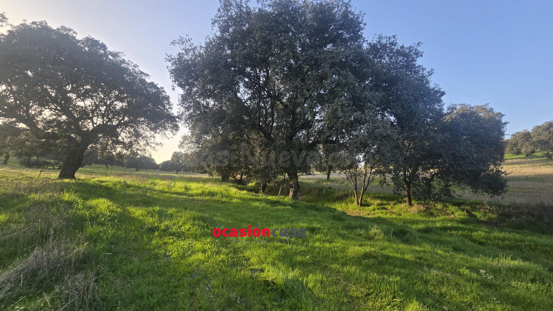 FINCA RÚSTICA DE 22 HA A LA VENTA - foto 5