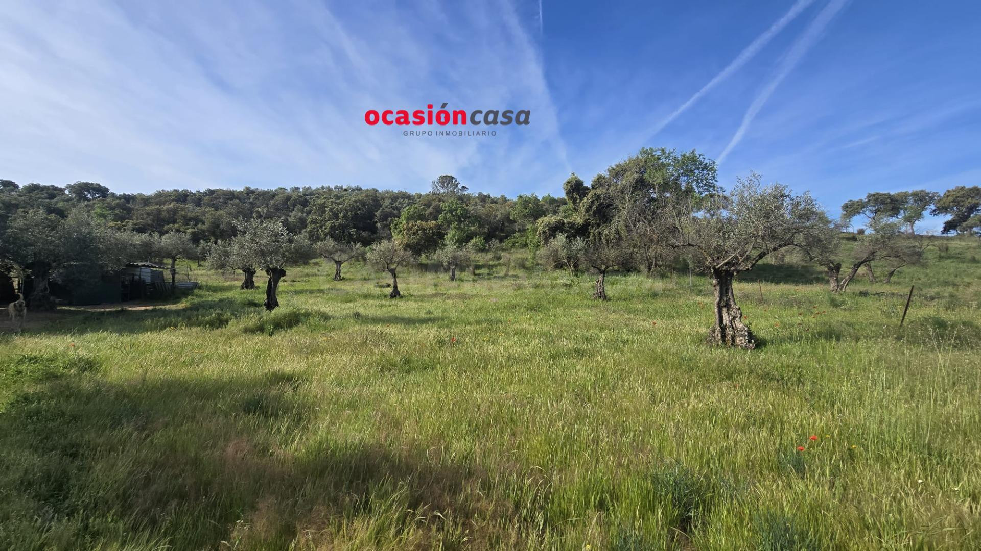 PARCELA RÚSTICA CON OLIVOS Y CASA