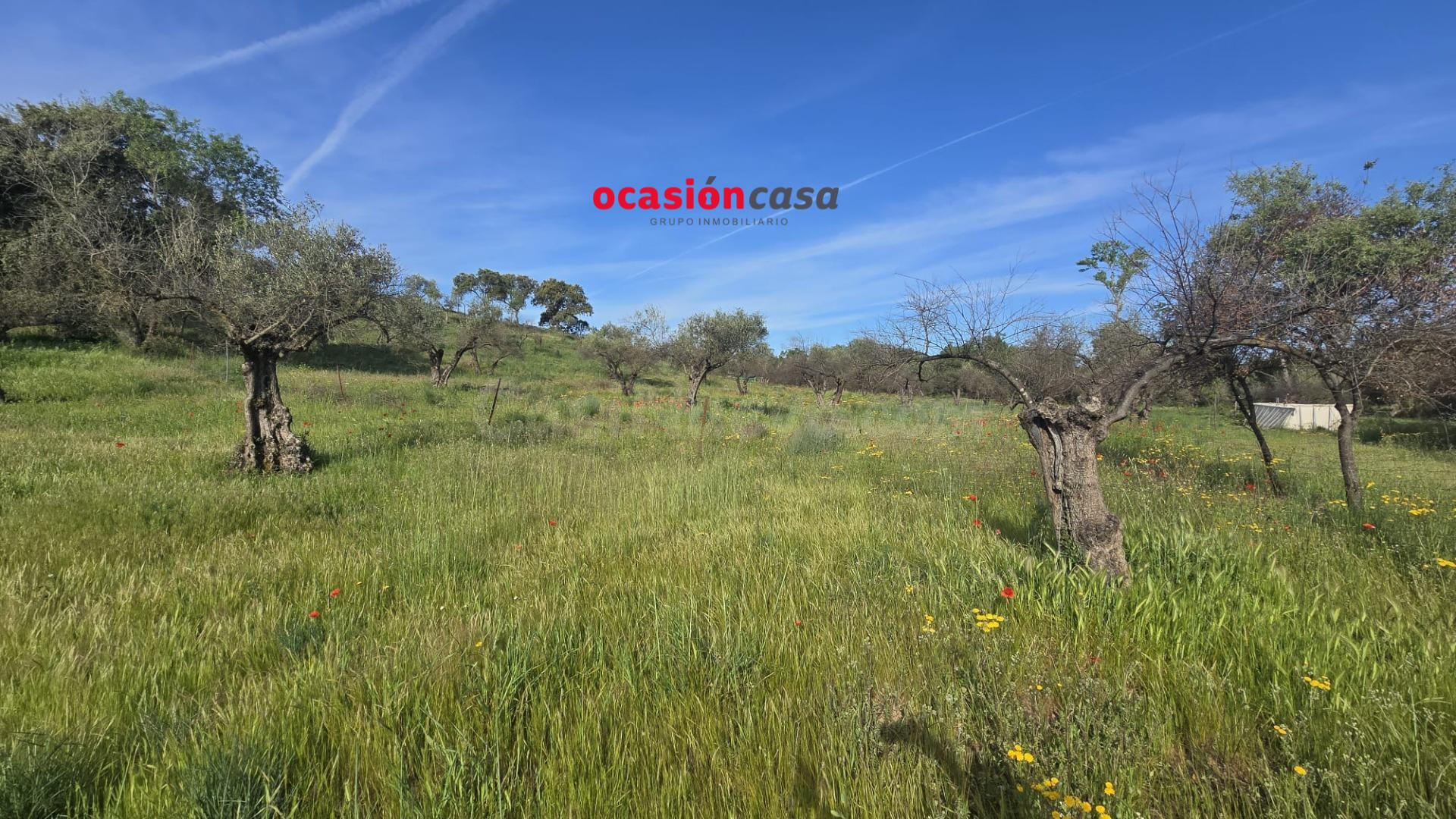 PARCELA RÚSTICA CON OLIVOS Y CASA - foto 2