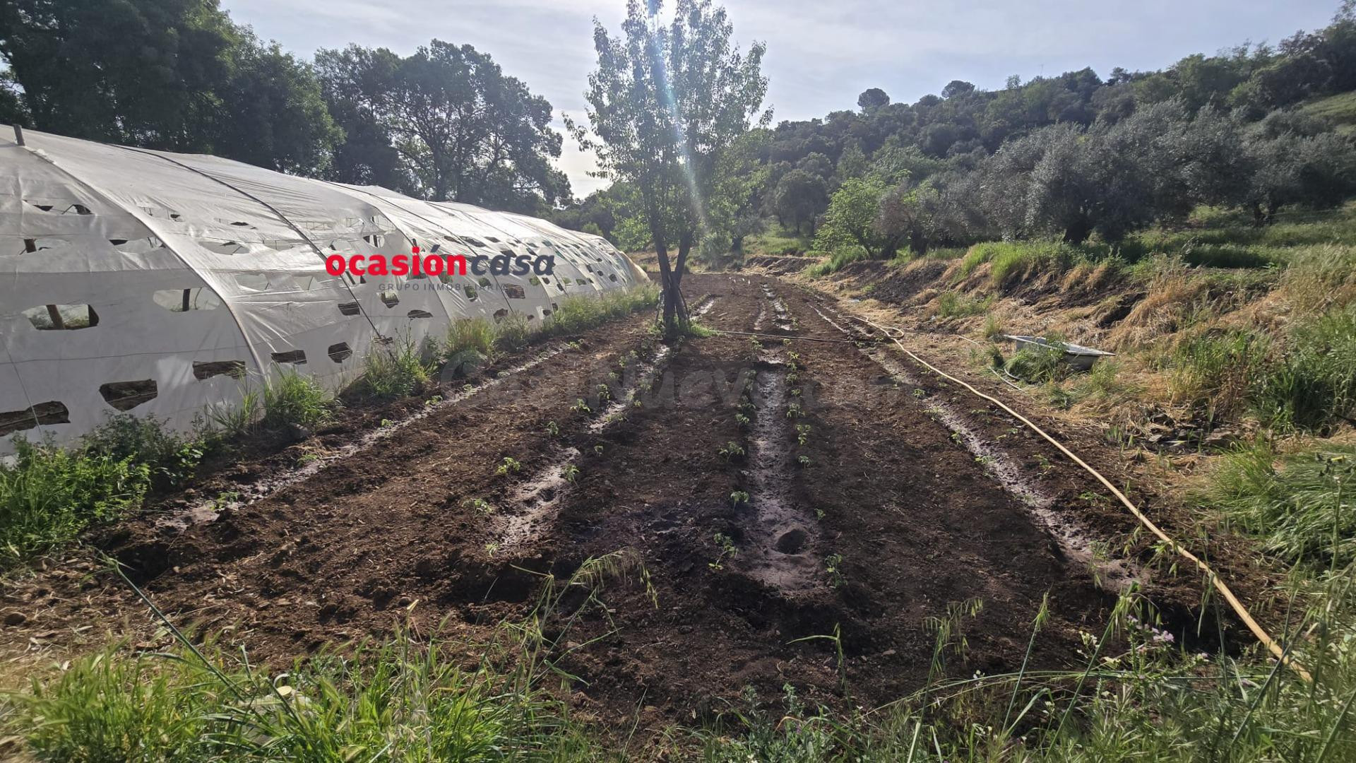PARCELA RÚSTICA CON OLIVOS Y CASA - foto 3