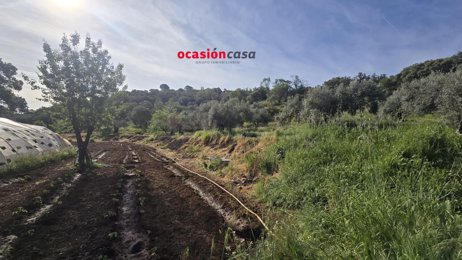 PARCELA RÚSTICA CON OLIVOS Y CASA - foto 4