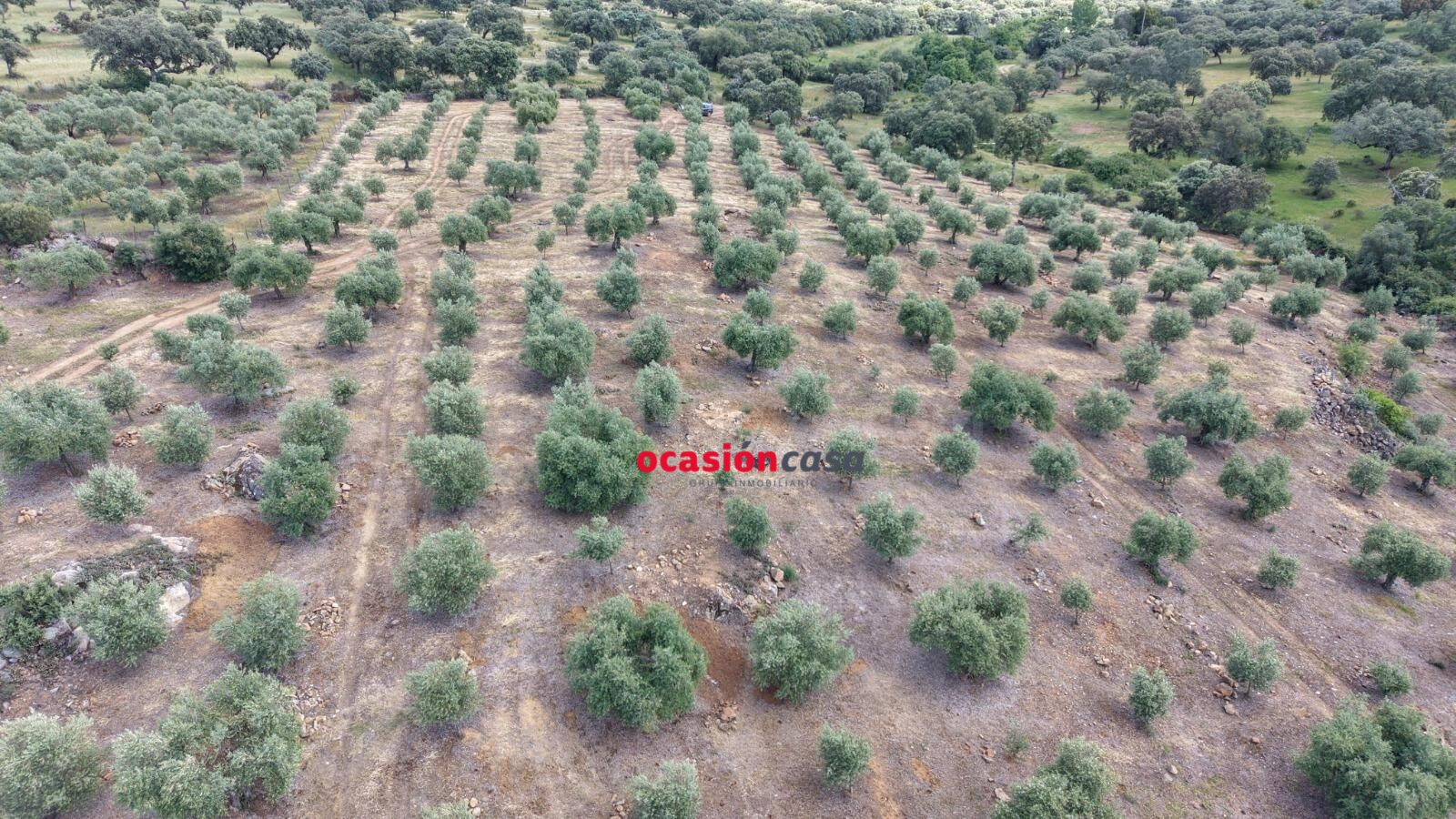 PARCELA DE OLIVAR A LA VENTA EN FUENTE OBEJUNA