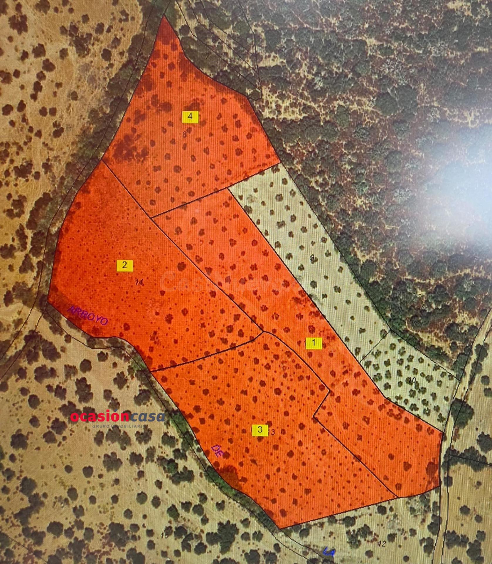 PARCELA DE OLIVAR A LA VENTA EN FUENTE OBEJUNA - foto 2
