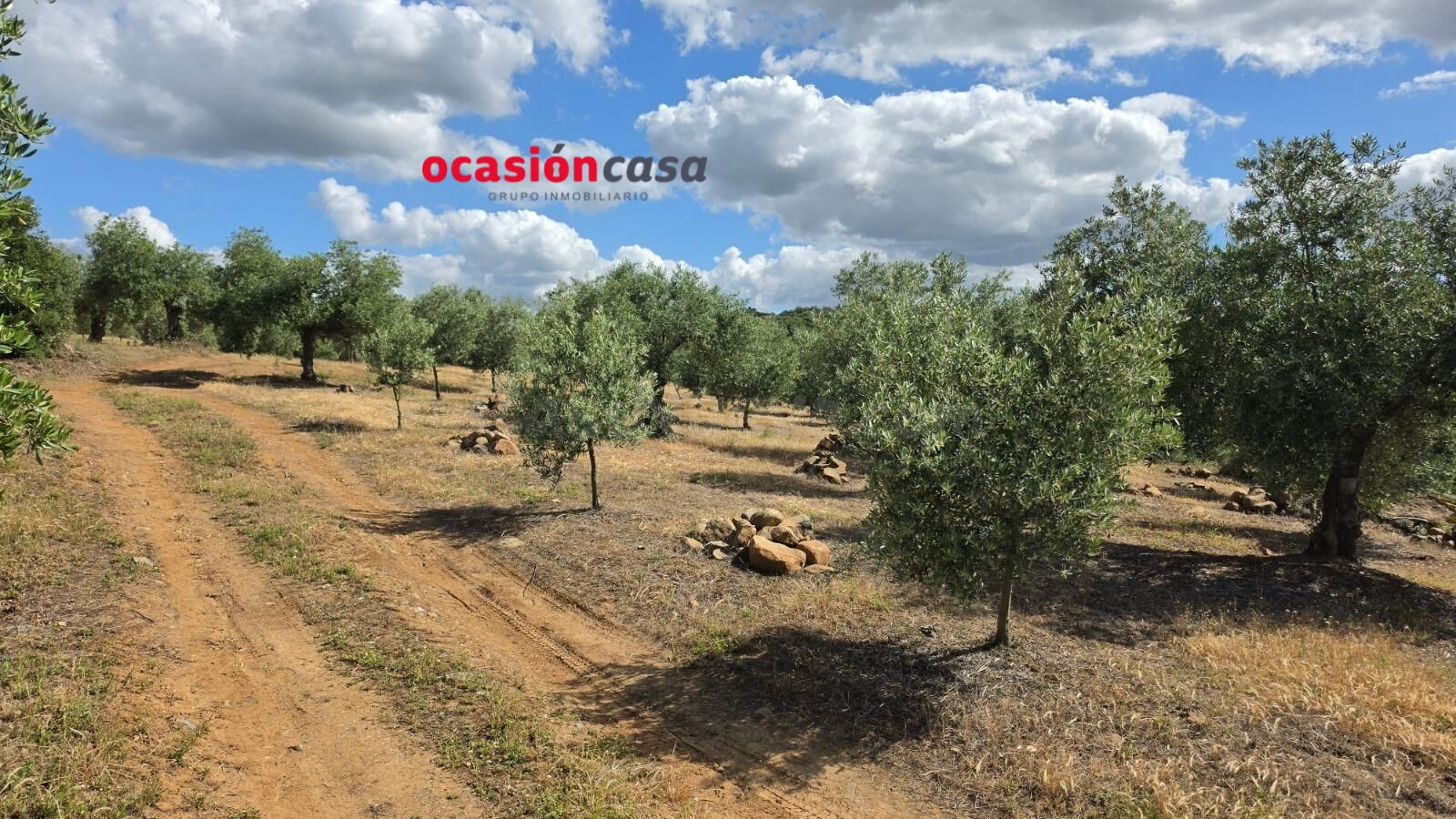 PARCELA DE OLIVAR A LA VENTA EN FUENTE OBEJUNA - foto 3