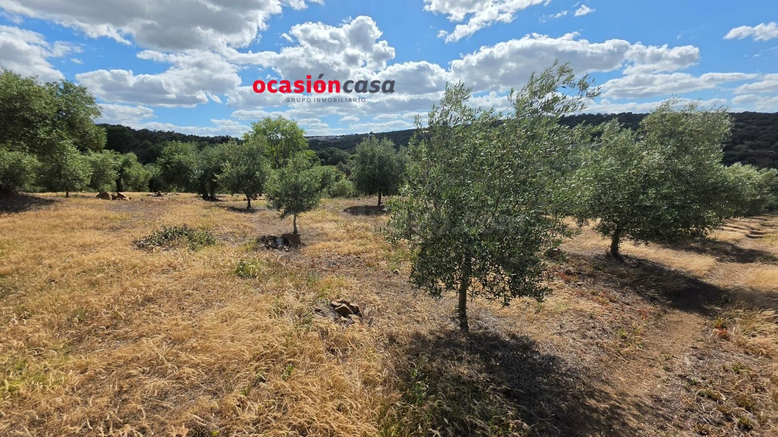 PARCELA DE OLIVAR A LA VENTA EN FUENTE OBEJUNA - foto 4