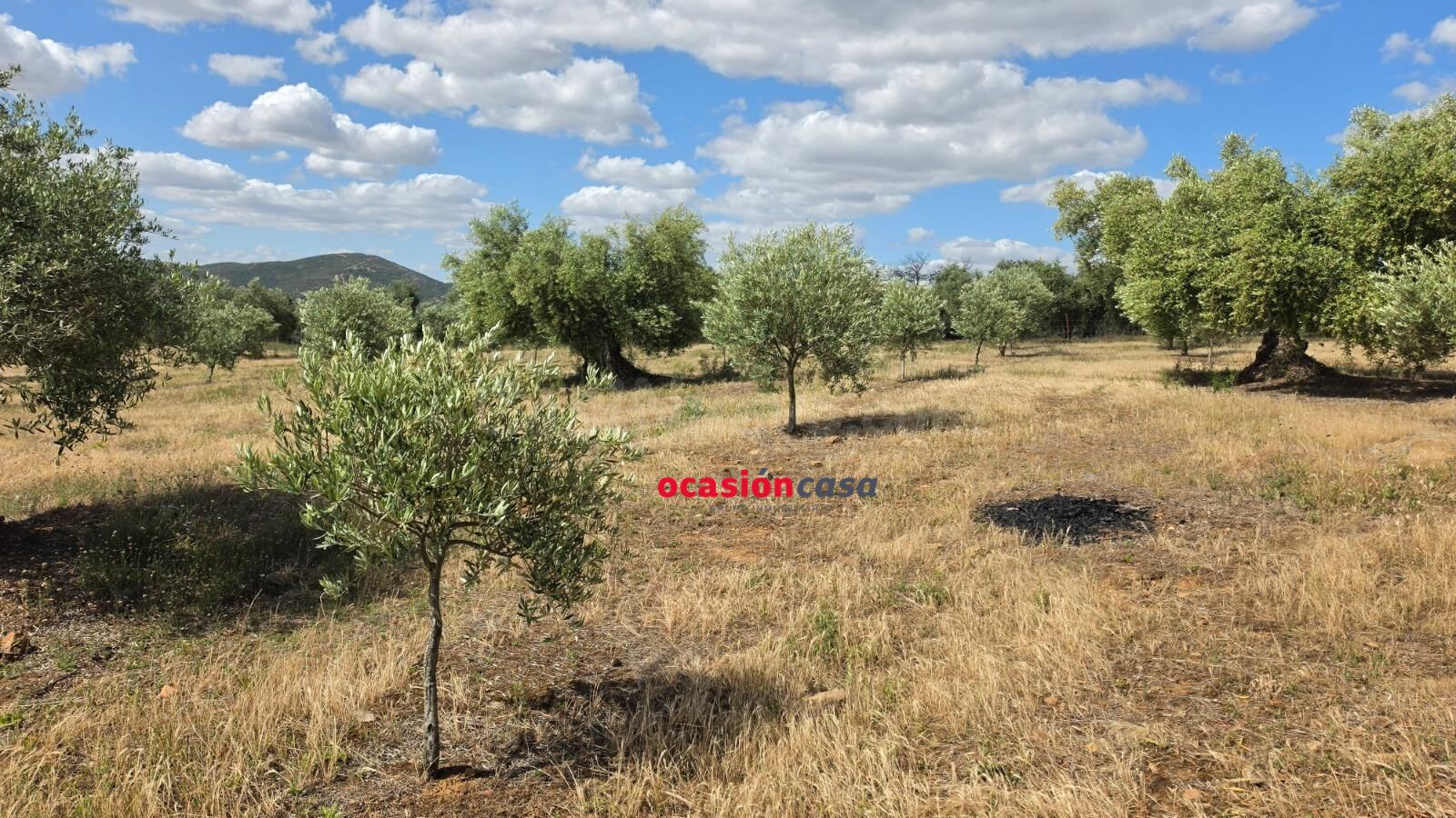 PARCELA DE OLIVAR A LA VENTA EN FUENTE OBEJUNA - foto 5