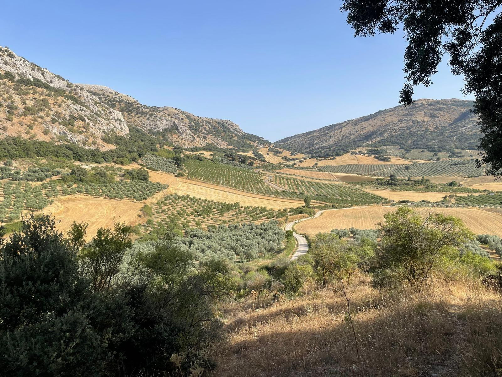 ESTUPENDA FINCA EN ALFARNATE - foto 3