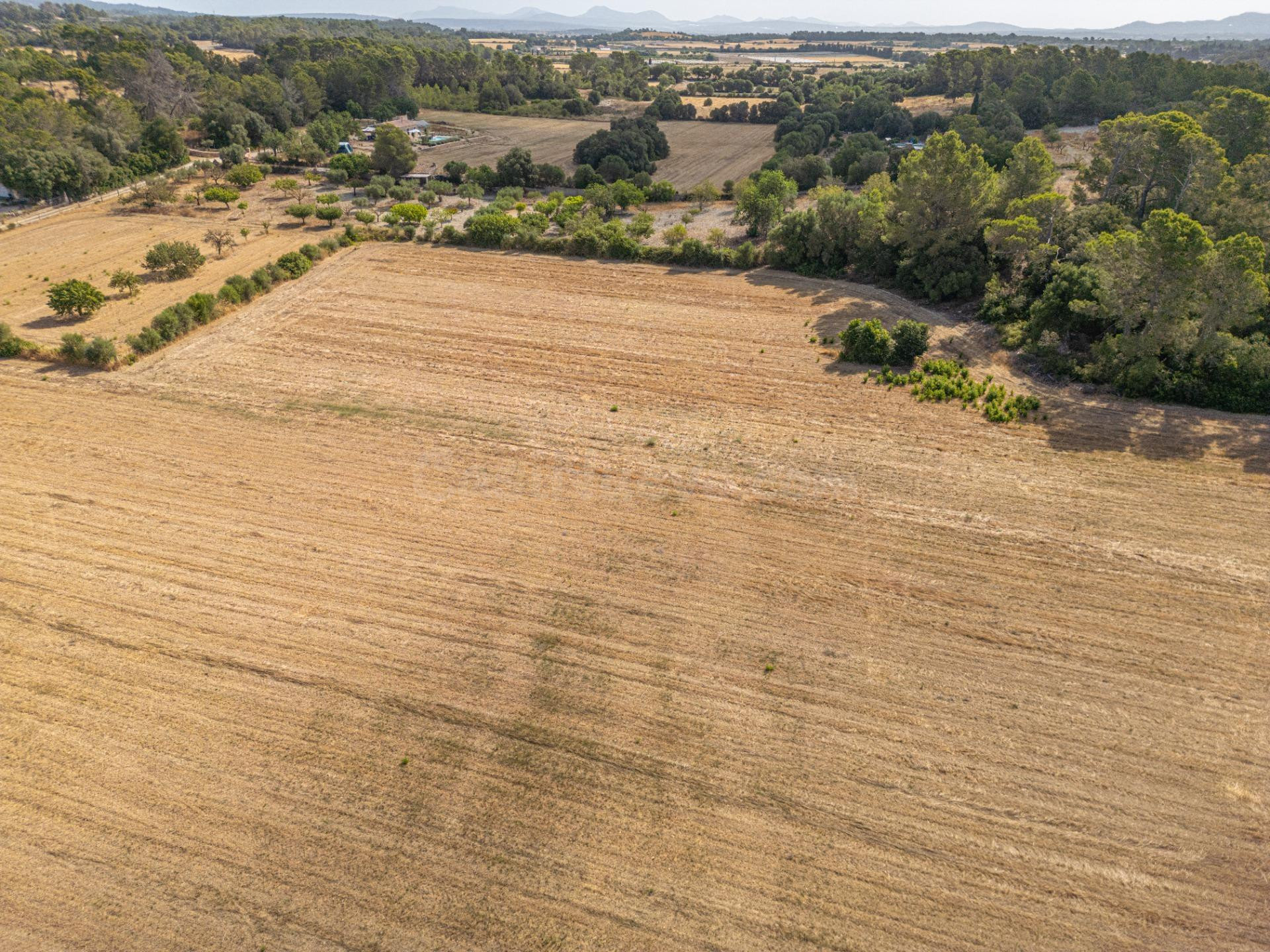 Conjunto de parcelas rústicas en venta en Porreres (Mallorca - foto 4