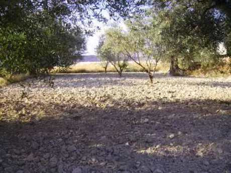 Parcela en venta - Calasparra