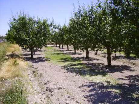 Parcela 2600m² en venta - CEHEGIN