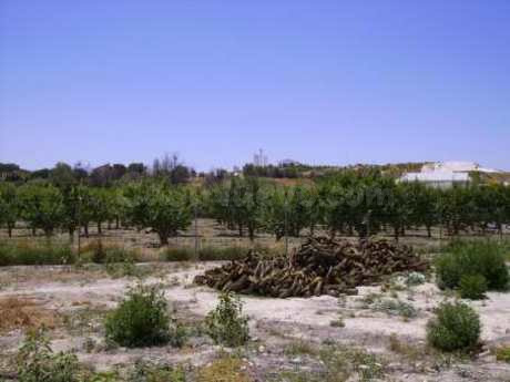 Parcela 2600m² en venta - CEHEGIN - foto 3