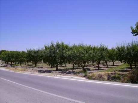 Parcela 2600m² en venta - CEHEGIN - foto 4