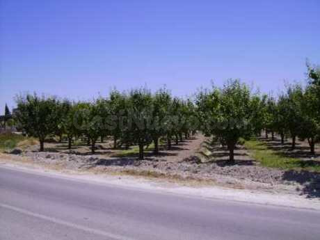 Parcela 2600m² en venta - CEHEGIN - foto 5