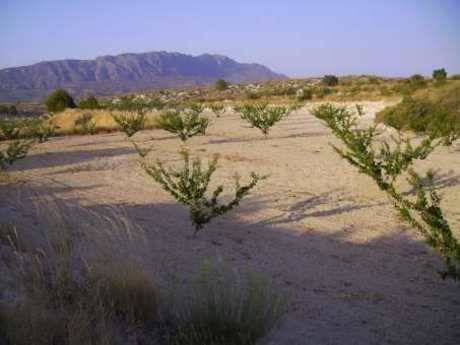 Parcela en venta - Calasparra