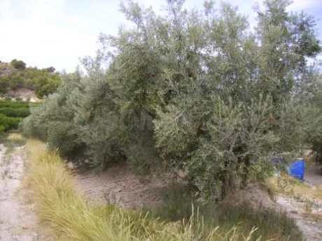 Parcela en venta - Calasparra
