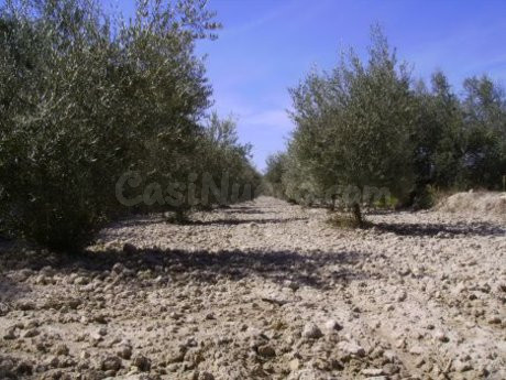 Parcela en venta - Calasparra