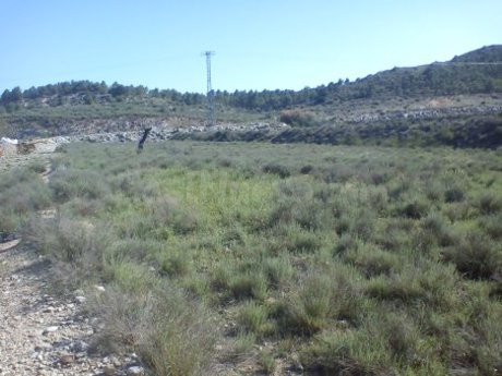 Terreno industrial en venta - Calasparra - foto 5
