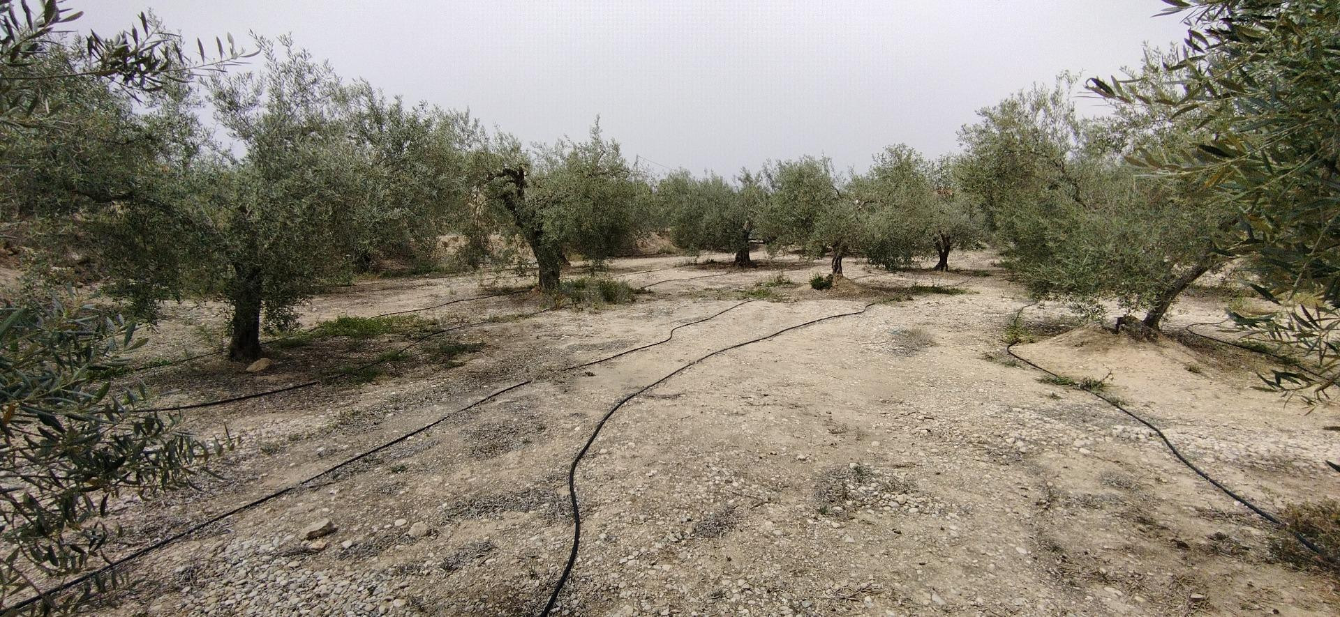 Parcela en venta - Calasparra