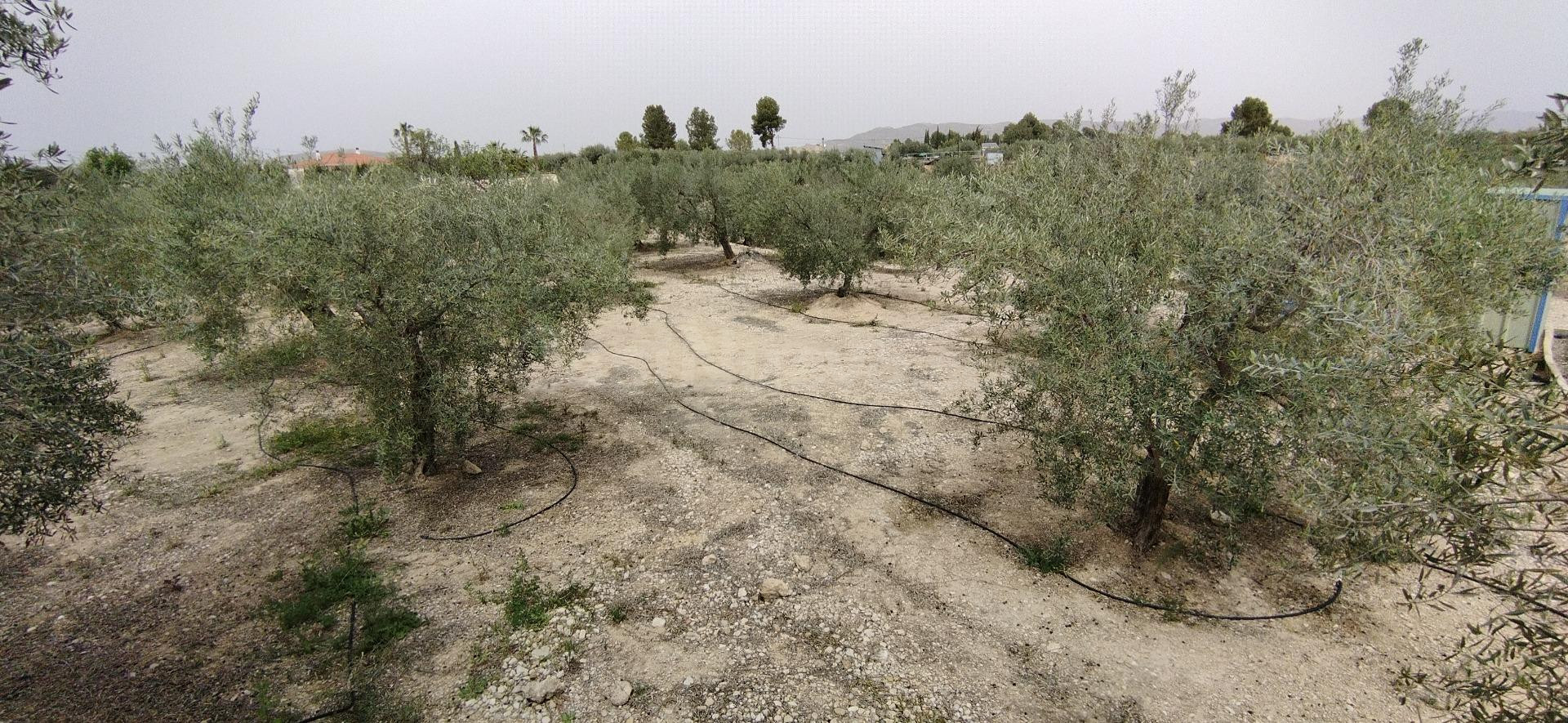 Parcela en venta - Calasparra - foto 2
