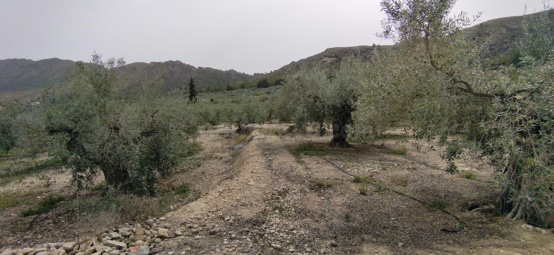 Parcela en venta - Calasparra - foto 3