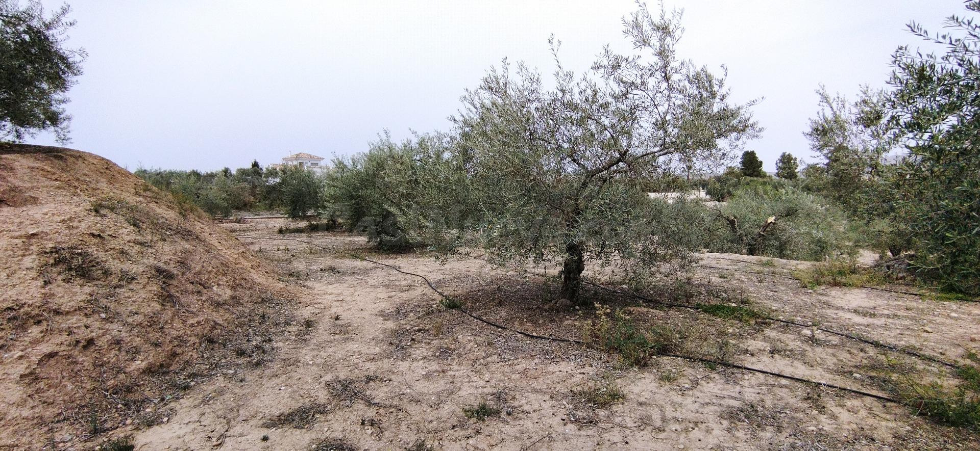 Parcela en venta - Calasparra - foto 4