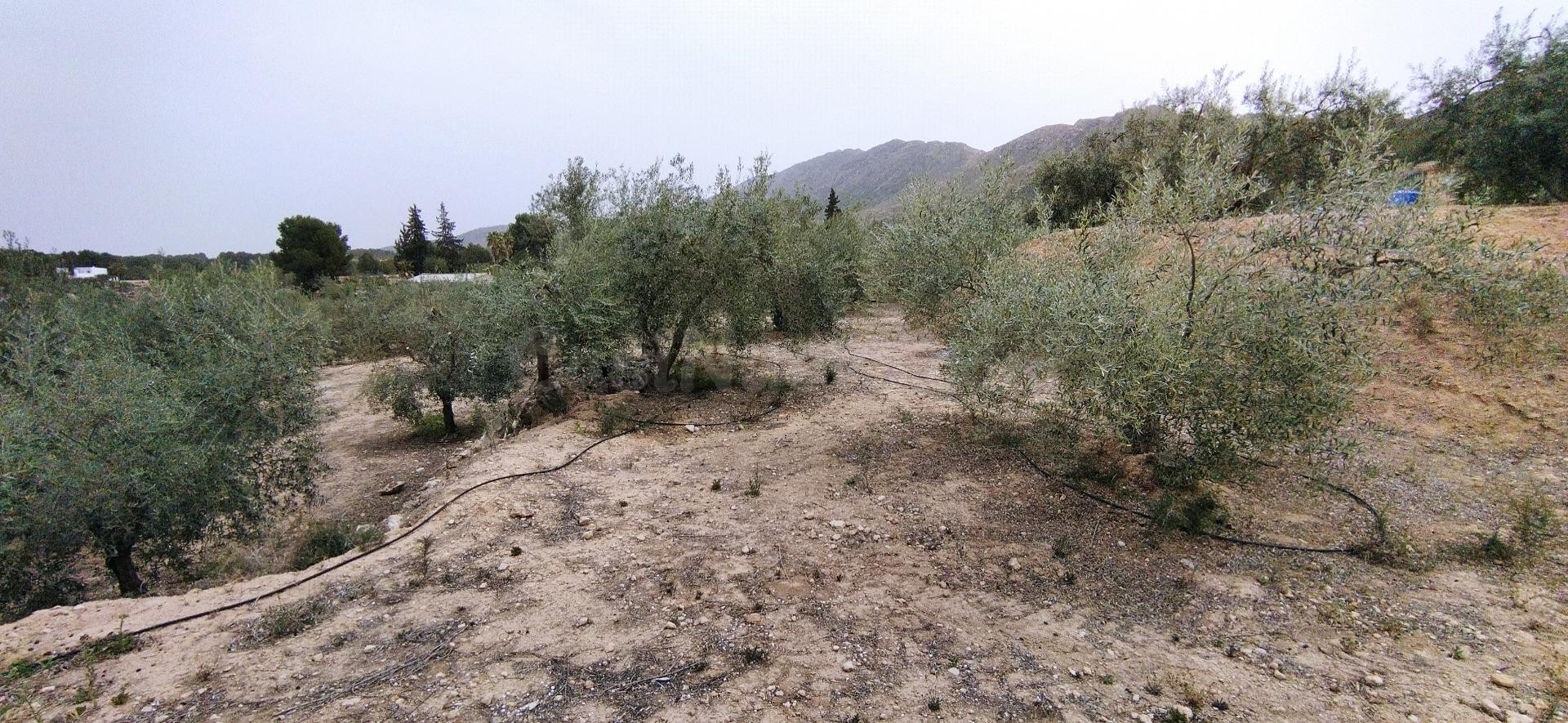 Parcela en venta - Calasparra - foto 5