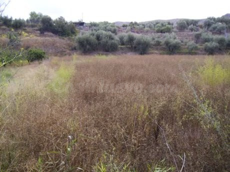 Parcela en venta - Calasparra - foto 2