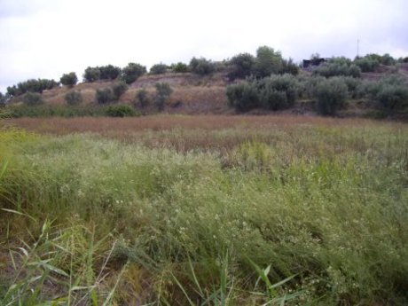 Parcela en venta - Calasparra - foto 5