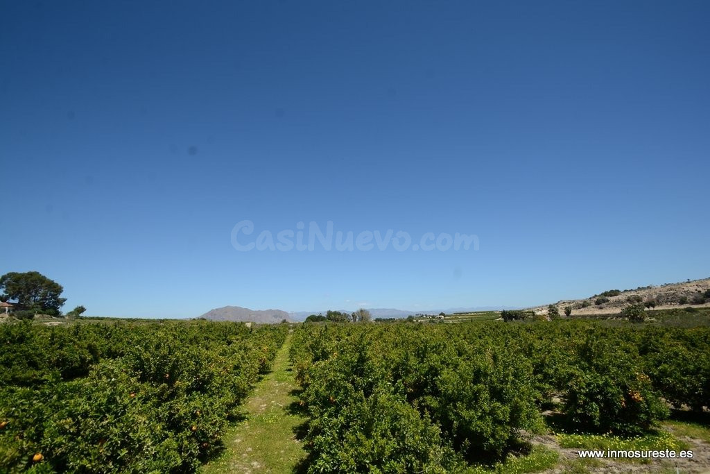 ¡¡ GRAN OPORTUNIDAD !! Finca rústica plantada de naranjos en