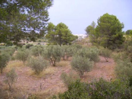 Parcela en venta - Calasparra - foto 3