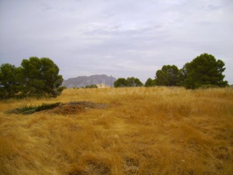 Parcela en venta - Calasparra - foto 4