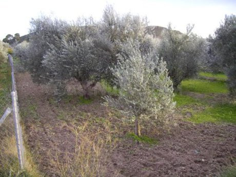 Parcela en venta - Calasparra - foto 2