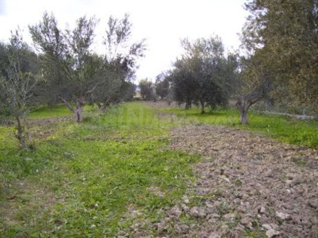 Parcela en venta - Calasparra - foto 3