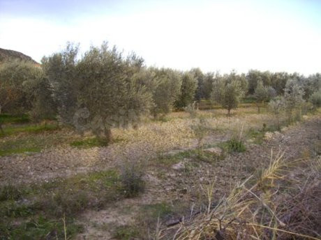 Parcela en venta - Calasparra - foto 4