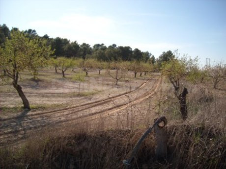 Parcela en venta - Moratalla - foto 4